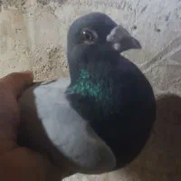 پلاکی فروشی نر ثبت در سامانه