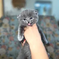 گربه اسکاتیش فولد نژاد دار