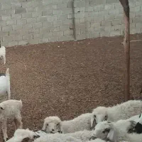 کودگوسفندی درجه یک بدون یه ذره خاک علف