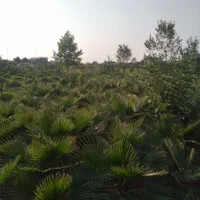 زمین ۱۰۰۰ متری-۴۰متر بنا-چاه اب-دور فنس-۶۰۰عددنهال|فروش زمین و ملک کلنگی|رودسر, |دیوار