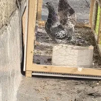 جفت نروماده عراقی