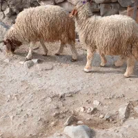 بره