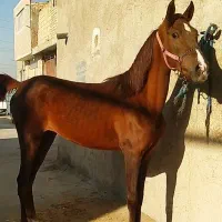 کره اسب مادیان دمگیر|اسب و تجهیزات اسبسواری|اصفهان, قهجاورستان|دیوار