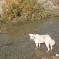 سگ نژاد قدیدم