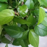 گل پتوس  گلدانی و شیشه ای