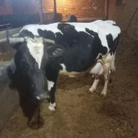فروش گاو شیری با گوساله ماده