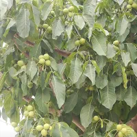 نهال گردو پیوندی و بذری