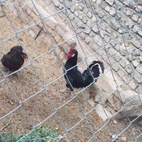 خروس|حیوانات مزرعه|اراک, |دیوار