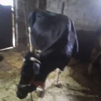 گاو شیری آبستن|حیوانات مزرعه|دهگلان, |دیوار