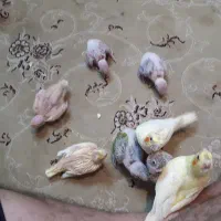 جوجه عروس هلندی جوجه گرینچیک عروس لوتینو گرینچیک