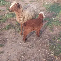 میش زاییده