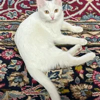 فروش گربه