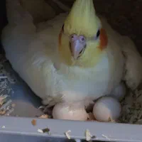 * فروش جفت های مولد واقعی عروس هلندی *