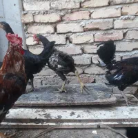 خروس رسمی|حیوانات مزرعه|رباط‌کریم, الارد|دیوار
