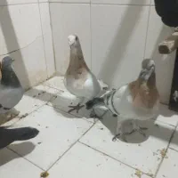 یک جفت کفتر ر یحان|پرنده|ری, شهرک نظامی|دیوار