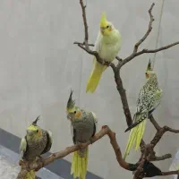 پرنده