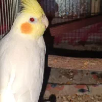 عروس هلندی نر مست