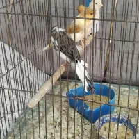 قناری جوجه رنگ روشن