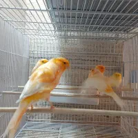 قناری سوپری پرتقالی وموزاییکی،ورسمی بلند|پرنده|تهران, مینی‌سیتی (شهرک نفت)|دیوار