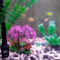 آکواریوم کامل با وسایل جانبی و دکور
