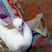 یک جفت قرمز گوز