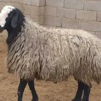 گوشت بره و بزغاله  باکیفیت اینجاست|خوردنی و آشامیدنی|اسفراین, |دیوار