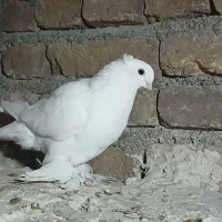 کبوتر لوتی قنار نر