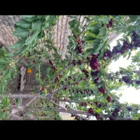 هرس درخت باغبانی صفرتاصد|خدمات باغبانی و درختکاری|مشهد, توس (بلوار توس)|دیوار