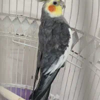 عروس هلندی نر بالغ