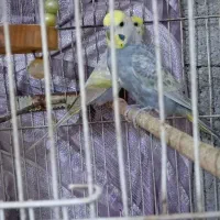 مرغ عشق رینبو