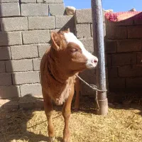 گاو گوساله میش گوسفند قوچ|حیوانات مزرعه|کارزان, |دیوار