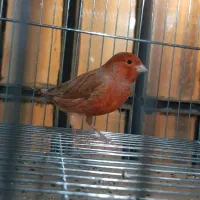 قناری|پرنده|شیراز, شریف‌آباد|دیوار