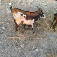 گیسه
