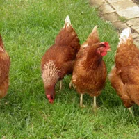 مرغ و خروس برای ذبح و دفع بلا و خون کردن