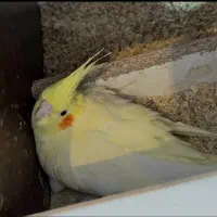 جفت عروس هلندی مولد