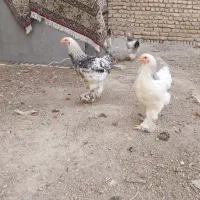 خروس برهما لایت