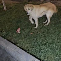 سگ بومی گمشده