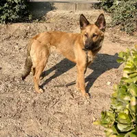 واگذاری سگ مالینویزـژرمن