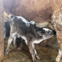 گاو و گوساله نر چالوسی|حیوانات مزرعه|رشت, سلیمانداراب|دیوار