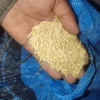 جو بذری شیش پر