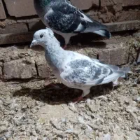 بدرنگ کلاغ نر|پرنده|زرند, |دیوار