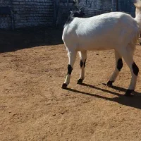 فروش بز|حیوانات مزرعه|سیمین شهر, |دیوار