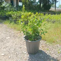 یاس هلندی