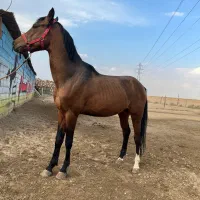 نریان ترکمن پرشی|اسب و تجهیزات اسبسواری|باقرشهر, |دیوار