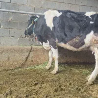 گاو ابستن|حیوانات مزرعه|مسجد سلیمان, |دیوار