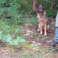 ژرمن شیپر ماده.االان چاق تره عکس برای ۳ماه قبله|سگ|آستانه اشرفیه, |دیوار