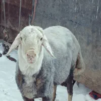 قوچ گله|حیوانات مزرعه|زالیان, |دیوار