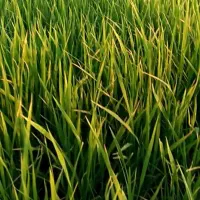 نشا برنج ضیغمی، ده پوت یکجا، قیمت توافقی