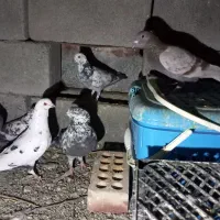 کفتر کهنوج|پرنده|کهنوج, |دیوار