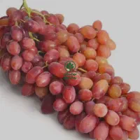 نهال های اصلاحشده و باکیفیت|خدمات باغبانی و درختکاری|فرخشهر, |دیوار